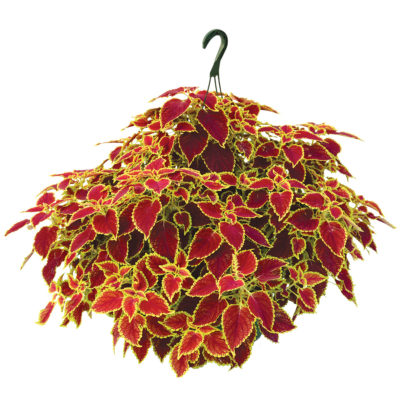 Coleus FLYING CARPET™ 'Fire Mountain'