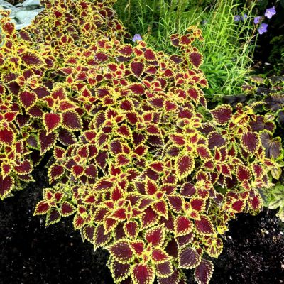 Coleus FLYING CARPET™ 'Shocker'