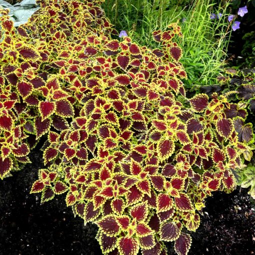 Coleus-Flying-Carpet-Shocker-1