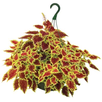 Coleus FLYING CARPET™ 'Shocker'