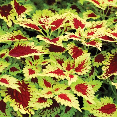 Coleus FLYING CARPET™ 'Thriller'