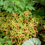 Coleus FLYING CARPET™ 'Thriller'