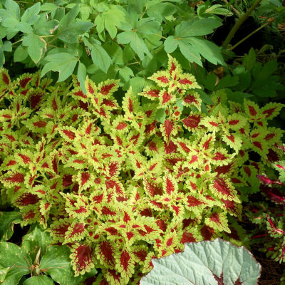 Coleus FLYING CARPET™ 'Thriller'