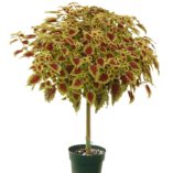 Coleus FLYING CARPET™ 'Thriller'