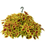 Coleus FLYING CARPET™ 'Thriller'