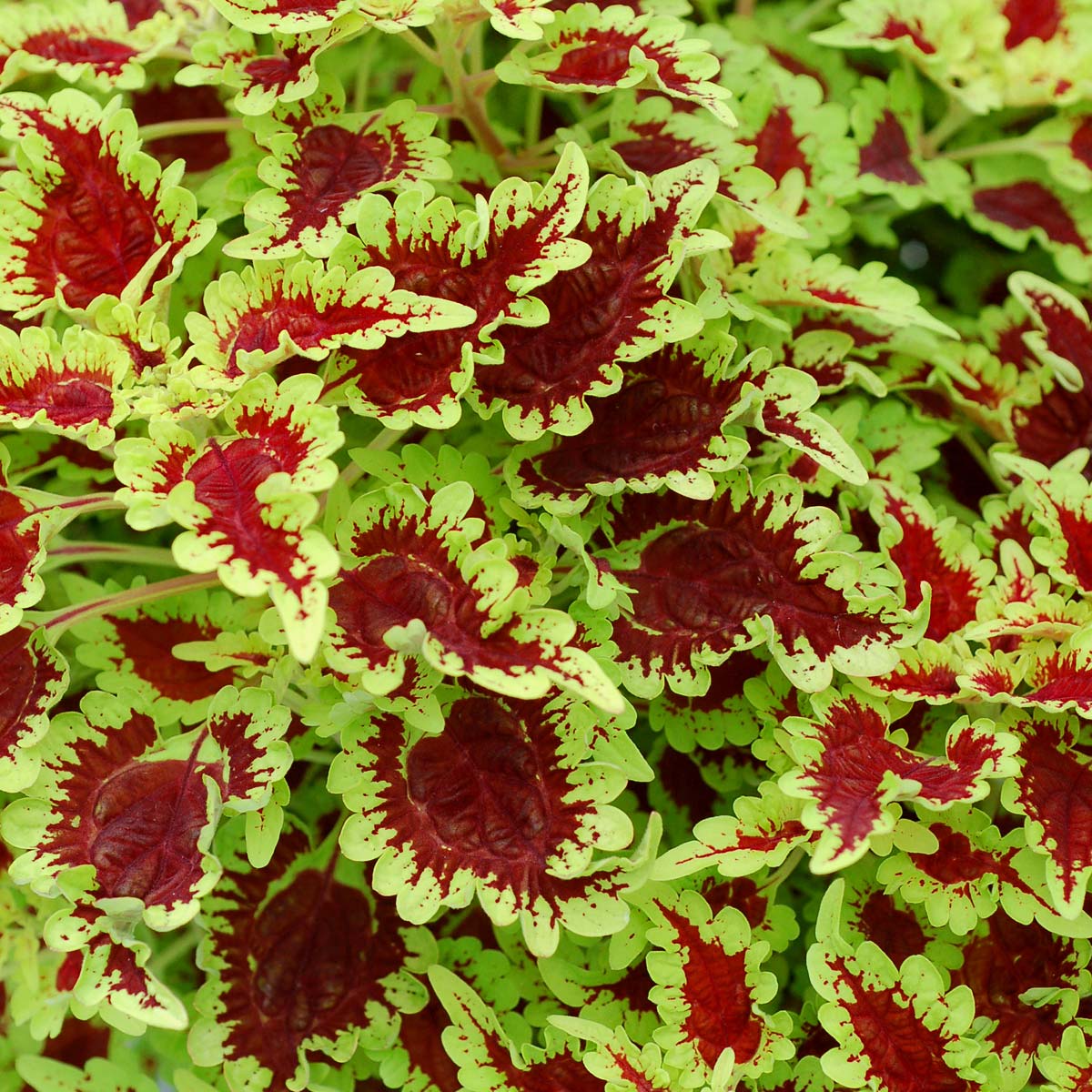 Coleus FLYING CARPET™ 'Zinger'