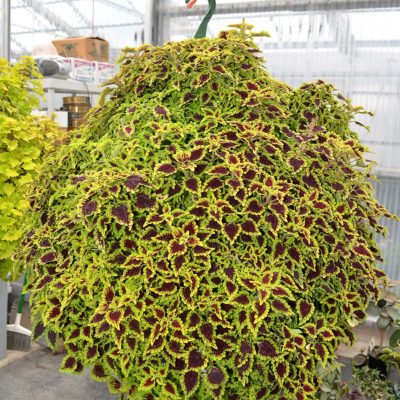 Coleus FLYING CARPET™ 'Zinger'