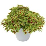 Coleus FLYING CARPET™ 'Zinger'