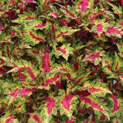 Coleus GLOBETROTTERS™ 'Gaga'