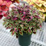 Coleus GLOBETROTTERS™ 'Gaga'