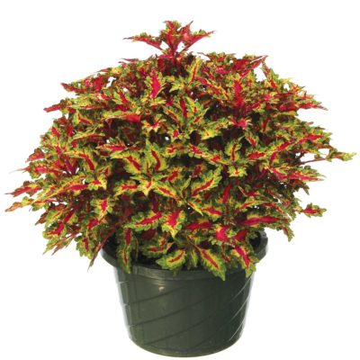 Coleus GLOBETROTTERS™ 'Gaga'