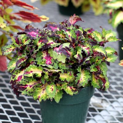 Coleus GLOBETROTTERS™ 'Jackie'