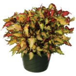 Coleus GLOBETROTTERS™ 'Jackie'