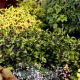 Coleus GLOBETROTTERS™ 'Taylor'