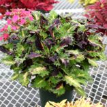 Coleus GLOBETROTTERS™ 'Taylor'