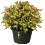 Coleus GLOBETROTTERS™ 'Taylor'