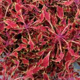 Coleus HIPSTERS™ 'Dexter'