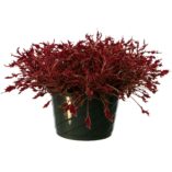 Coleus HIPSTERS™ 'Dexter'