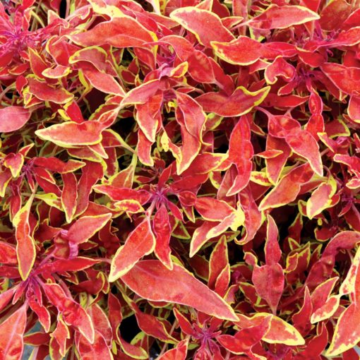 Coleus HIPSTERS™ 'Jasper'