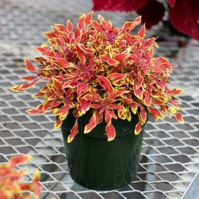 Coleus HIPSTERS™ 'Jasper'