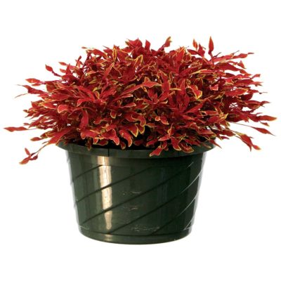 Coleus HIPSTERS™ 'Jasper'