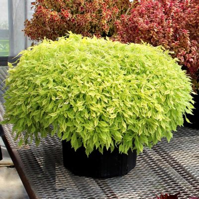 Coleus HIPSTERS™ 'Jillian'