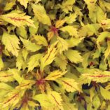 Coleus HIPSTERS™ 'Piper'