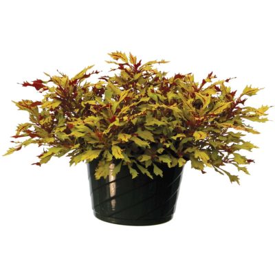 Coleus HIPSTERS™ 'Piper'