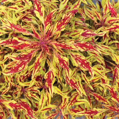 Coleus HIPSTERS™ 'Zooey'