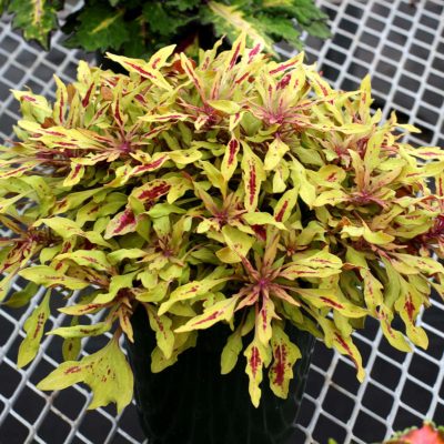 Coleus HIPSTERS™ 'Zooey'