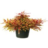 Coleus HIPSTERS™ 'Zooey'