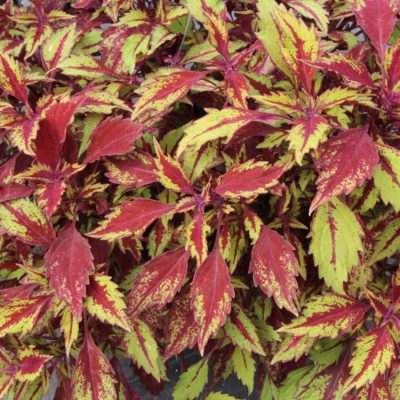 Coleus TERRA NOVA® 'Allspice'