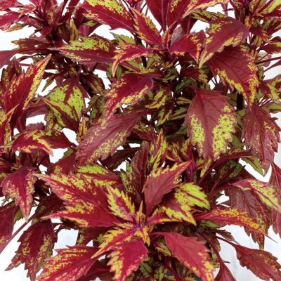 Coleus TERRA NOVA® 'Allspice'