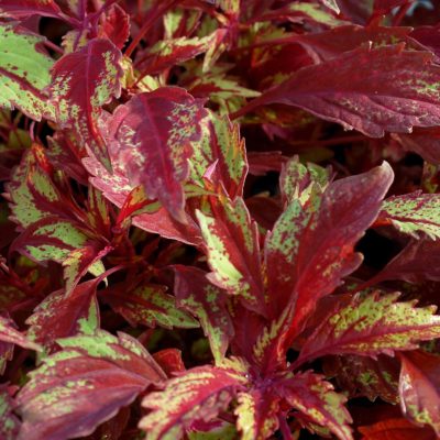 Coleus TERRA NOVA® 'Allspice'