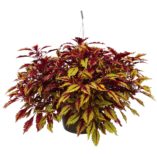 Coleus TERRA NOVA® 'Allspice'