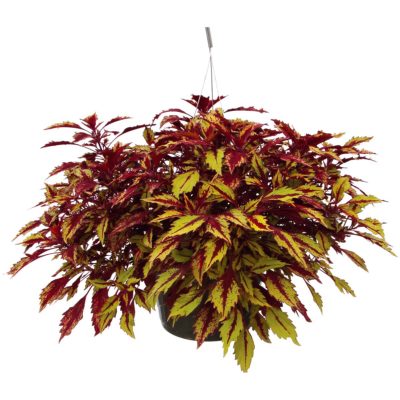 Coleus TERRA NOVA® 'Allspice'