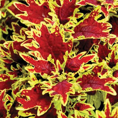 Coleus TERRA NOVA® 'Bright Spark'