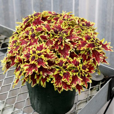 Coleus TERRA NOVA® 'Bright Spark'