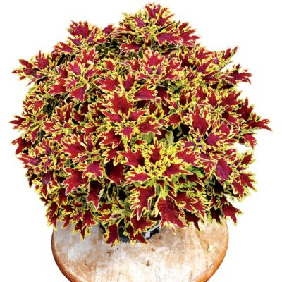 Coleus TERRA NOVA® 'Bright Spark'