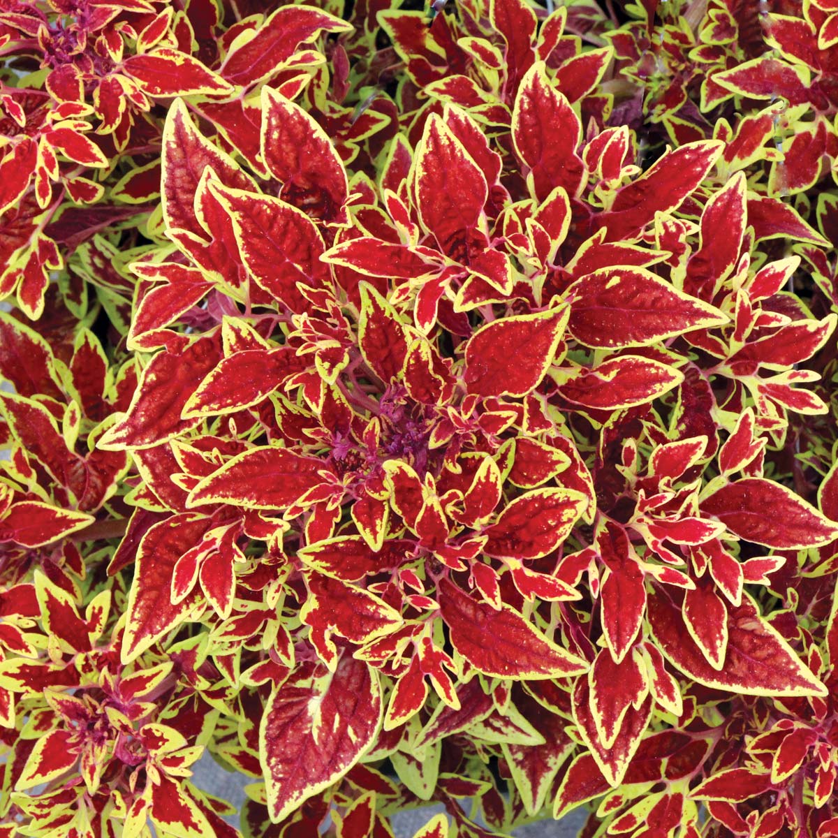 Coleus TERRA NOVA® 'Cuckoo'