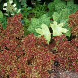 Coleus TERRA NOVA® 'Cuckoo'