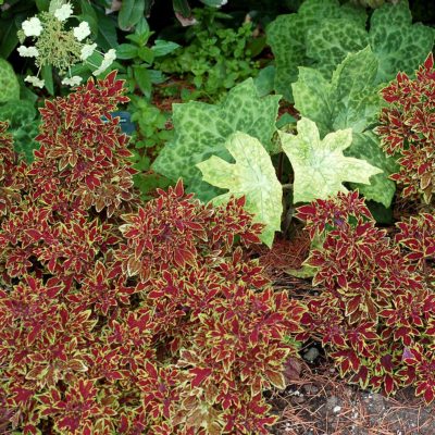 Coleus TERRA NOVA® 'Cuckoo'