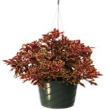 Coleus TERRA NOVA® 'Cuckoo'