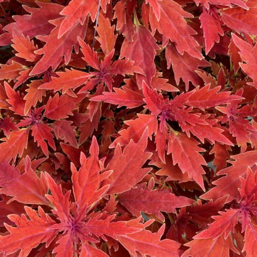 Coleus TERRA NOVA® 'Fiona'