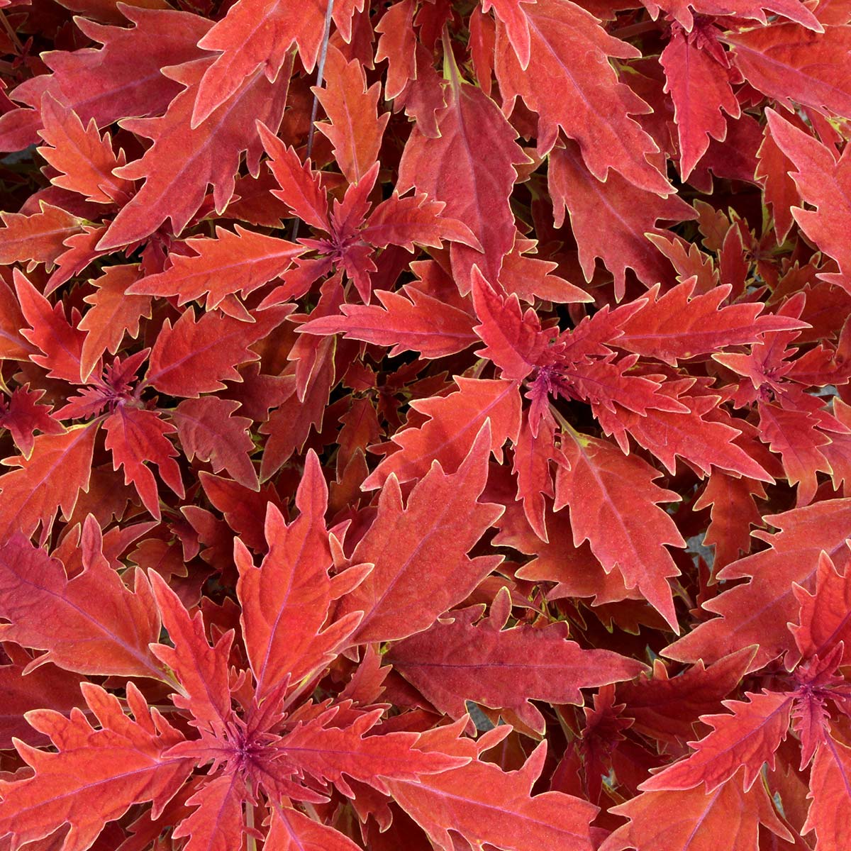 Coleus TERRA NOVA® 'Fiona'