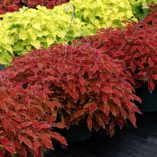 Coleus TERRA NOVA® 'Fiona'