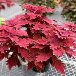 Coleus TERRA NOVA® 'Fiona'