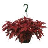 Coleus TERRA NOVA® 'Fiona'