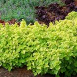 Coleus TERRA NOVA® 'Green Lantern'