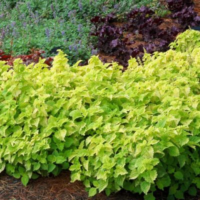 Coleus TERRA NOVA® 'Green Lantern'